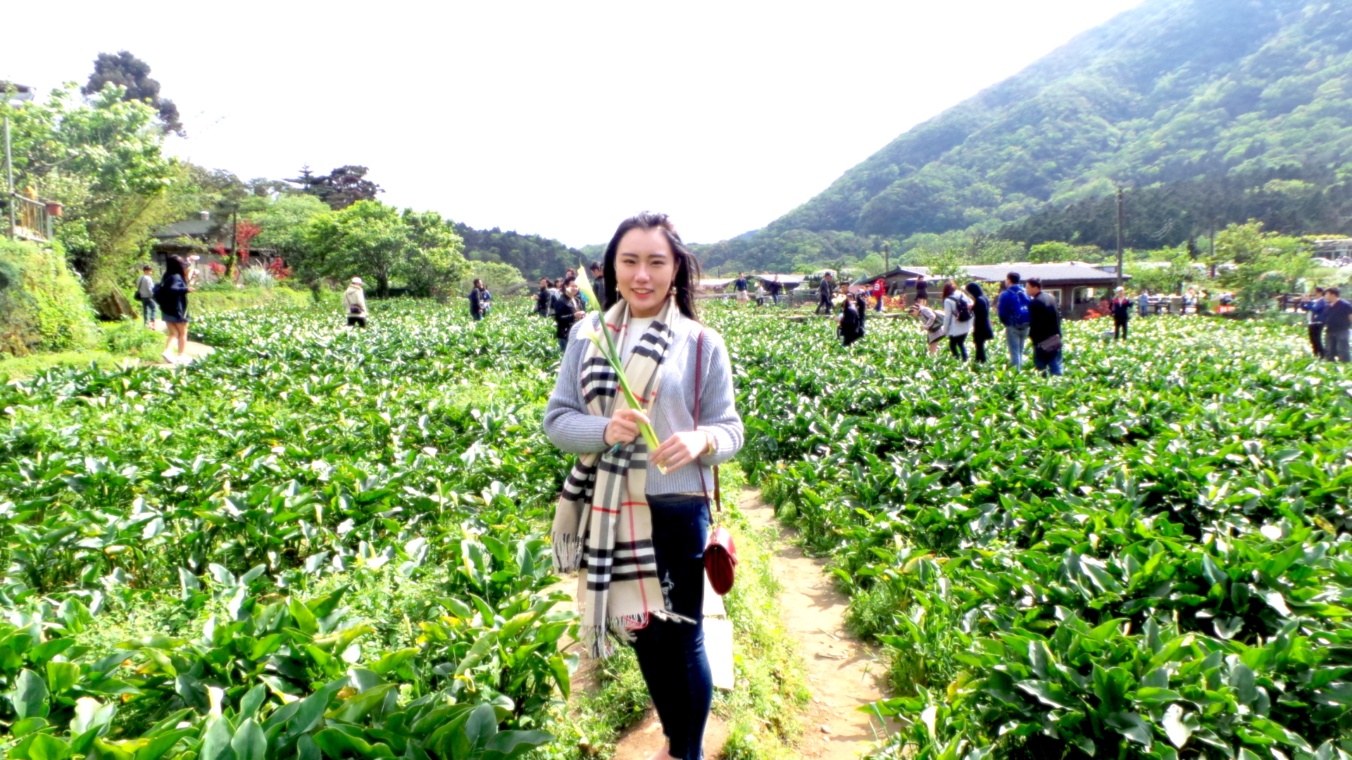 春天爛漫海芋賞花季
